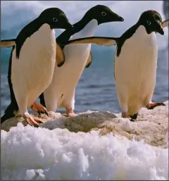  ??  ?? More protection: Penguins on an ice floe in Antarctica
