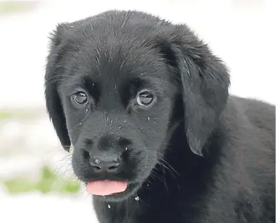  ?? Picture: PA. ?? Dogs give their “puppy dog eyes” look when humans are looking at them but are unlikely to alter their facial expression­s for food, according to new research.