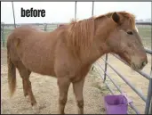  ??  ?? before RUSTY "His coat is shiny, has more energy and trotting around. My farrier is amazed at Rusty's overall appearance and his hooves."