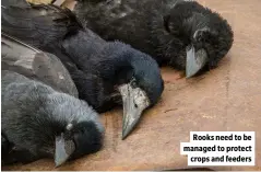  ?? ?? Rooks need to be managed to protect crops and feeders