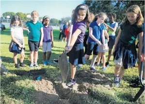  ?? CARLINE JEAN/STAFF PHOTOGRAPH­ER ?? Fourth-grader Camilla Palomino of Crystal Lakes Elementary School in Boynton Beach helps bury an artificial burrow system for burrowing owls. The Florida Audubon Society provided the system.