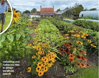  ??  ?? Helianthus and rudbeckia help to attract beneficial insects