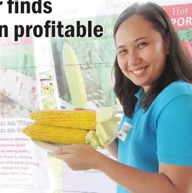  ??  ?? OUTSTANDIN­G NEW SWEET CORN – Anna de Grano, a staff member of Ramgo Internatio­nal, shows boiled ears of Sweet Fortune harvested at the farm of Carmelo Prado in Sariaya, Quezon. The ears are big, filled to the tip and sweet. The variety produces a lot...