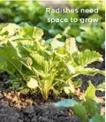  ??  ?? Radishes need space to grow