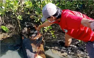  ?? DANILO PAHILANGA ?? THE decomposin­g pregnant Irrawaddy dolphin found at the mangrove area of Barangay Sampinit in Bago City on Sunday morning.