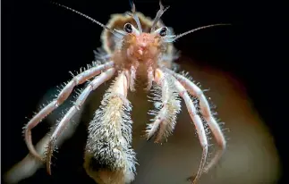  ?? ESPEN REKDAL ?? A hermit crab with super sharp pincers to pick at the fleshly lobes of the giant mussels amongst which it lives.