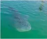  ??  ?? The whale shark image posted by the beach management on their Facebook page.