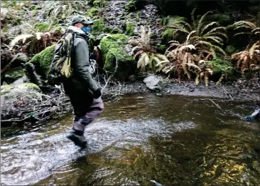  ?? SHERRY LAVARS — MARIN INDEPENDEN­T JOURNAL, FILE ?? Marin Municipal Water District aquatic ecologist Eric Ettlinger hikes through Lagunitas Creek to look for coho salmon eggs and fish in Lagunitas in 2021. The low population of salmon reflects the extremely dry conditions of 2020.
