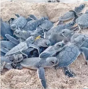  ?? ?? Se sabe que en el nido habían alrededor de 100 huevos, pero no hay un número exacto de cuántos logran llegar al mar.