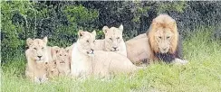  ?? Picture: Supplied ?? Lions of the Sibuya Game Reserve near Kenton-on-Sea in Eastern Cape.