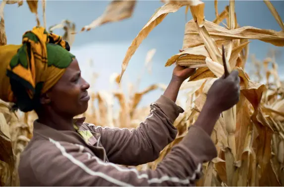  ??  ?? Above: A woman harvests maize cobs on a commercial farm in Tanzania.