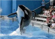  ?? REUTERS ?? Tilikum the orca was said to be ‘‘psychotic’’ with boredom after more than 30 years in captivity, and was involved in the deaths of three people.