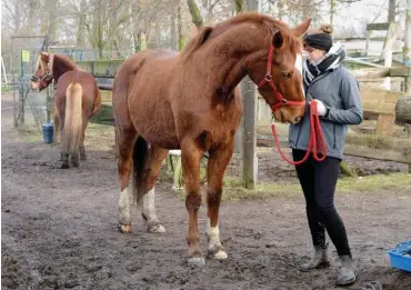  ?? Fotos: nd/Ulli Winkler ?? 20 Pferde leben auf dem Kinderbaue­rnhof »Spielewald« in Eiche, 13 Schafe, drei Ziegen und ein Esel.