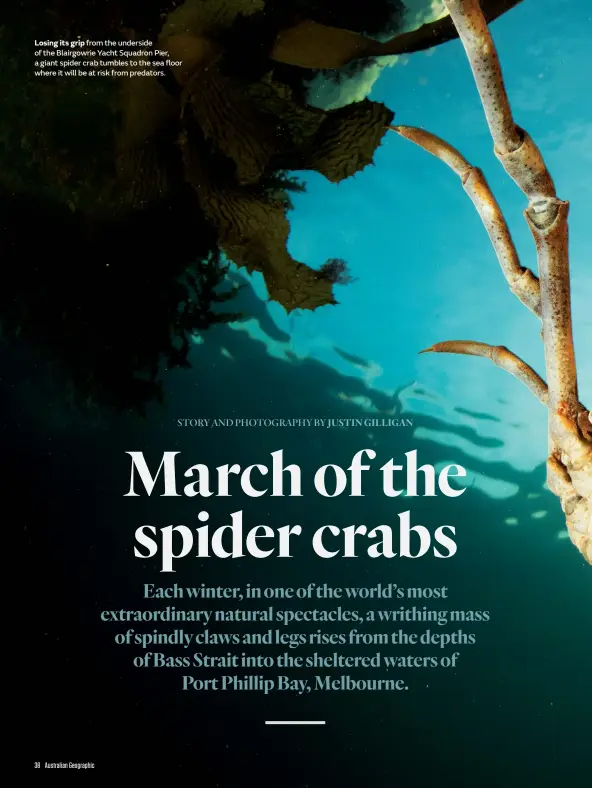 Petition · Support NO-TAKE of Australia's Iconic Spider Crabs during their  Moulting Season ·