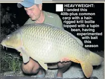  ??  ?? HEAVYWEIGH­T: I landed this 40lb-plus common carp with a hairrigged krill boilie topped with a lupin bean, having experiment­ed with bait this season