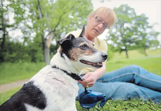  ?? DAVID BEBEE WATERLOO REGION RECORD ?? Lisa Vaudin sits with her Jack Russell terrier Pouncer near the spot the dog was attacked by a coyote Sunday in Churchill Park. It took 18 stitches to close all her wounds.