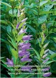  ??  ?? Giant bellflower Campanula latifolia is no shy slowpoke. With tall purple spires, give it room and watch it run.