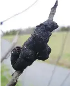  ??  ?? Black knot fungus can impact trees, slowing their growth and preventing leaves from forming.