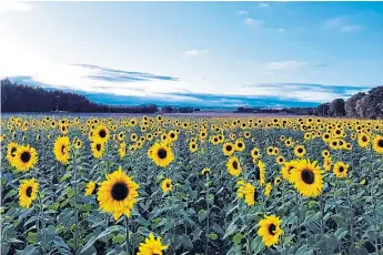  ??  ?? BRIGHT IDEA: Sunflowers are planted as a cover crop following late-lifted carrots.