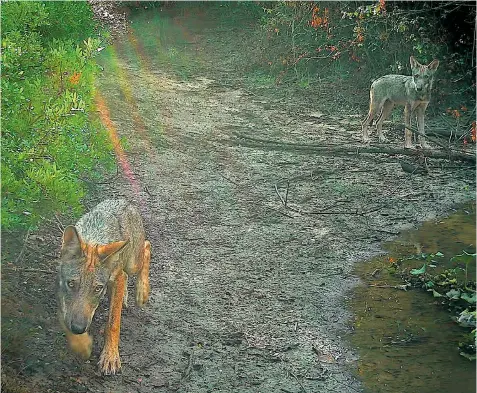  ??  ?? Two wolf cubs in the Castel di Guido nature reserve near Rome, captured by a camera trap which pictured them drinking from a water hole and moving through the undergrowt­h