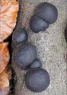  ??  ?? King Alfred’s Cakes are common black mushrooms found growing of fallen Ash branches.