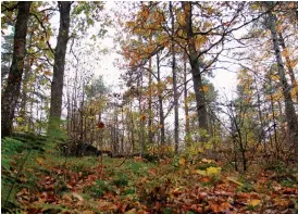  ?? Bild: NIKLAS JOHANSSON ?? BEKYMRADE. Aktörerna bakom skrivelsen är både oroliga för att den gamla skogen inte bevaras, samt hur turismen påverkas av de planerade avverkning­arna på Halle- och Hunneberg.