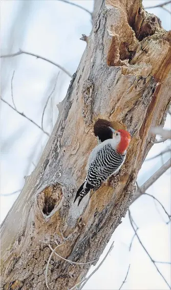  ?? PHOTOGRAPH BY CATHIE COWARD, THE HAMILTON SPECTATOR ??