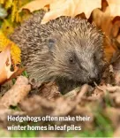  ?? ?? Hedgehogs often make their winter homes in leaf piles
