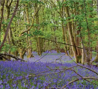  ?? ?? Stephen Lipton sent in this picture of Haining Wood