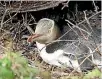  ??  ?? The yellow-eyed penguin is under threat.