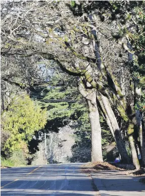  ??  ?? A canopy of trees covers Grange Road, looking north at Mina Avenue, in a photo by Robin Duncan entitled The Tunnel. The trees on the right are being considered for removal.