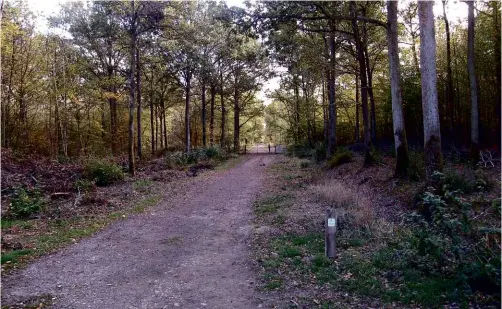  ??  ?? ABOVE: Dering Wood, Pluckley, has a probably undeserved reputation for being haunted. BELOW: The ‘ghostly figure’ snapped by Lola Swan in Leigh Woods.