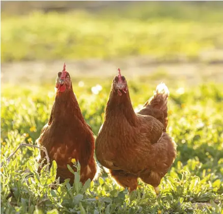  ??  ?? Leave a note behind to let your sitter know how many chickens you have and some basic informatio­n on their appearance and personalit­y traits.