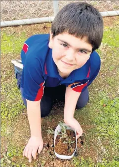  ??  ?? Student Diesel Hay plants a tree at Mathoura Public School.