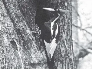  ?? CORNELL LAB OF ORNITHOLOG­Y VIA AP ?? This undated image taken from video shows an ivory-billed woodpecker. The U.S. government is declaring the ivory-billed woodpecker and 22 more birds, fish and other species extinct.