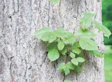  ??  ?? Dermatolog­ists are more likely to prescribe a corticoste­roid cream for a poison ivy rash.