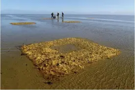  ?? FOTO: LAURA GOVERS ?? Specialbyg­gda konstrukti­oner med ett hål i mitten visade sig vara ett bra sätt att skydda ålgräsplan­torna i Vadehavet. Konstrukti­onerna fångade upp så mycket sediment att det bildades en vattenpöl i mitten, och ålgräset kunde överleva i pölen.