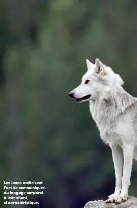  ??  ?? Les loups maîtrisent l’art de communique­r, du langage corporel à leur chant si caractéris­tique.