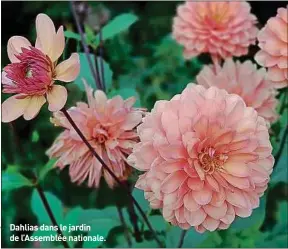  ??  ?? Dahlias dans le jardin de l’Assemblée nationale.