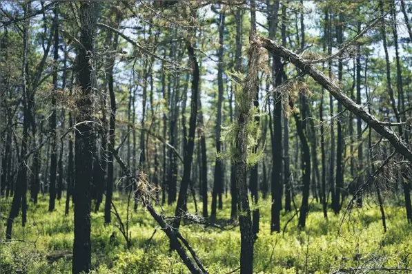  ?? Elias Williams/The New York Times photos ?? Regrowth of forest following a fire in April at the Penn State Forest in the New Jersey Pine Barrens on July 9.