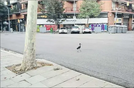  ?? @EIXELEBRAT / TWITTER ?? Uno de los pájaros en cuestión caminaba ayer por los alrededore­s del recinto de la Ciutadela