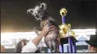  ?? NOAH BERGER — THE ASSOCIATED PRESS ?? Scooter wins first place in the World’s Ugliest Dog Contest at the Sonoma- Marin Fair in Petaluma, Calif.