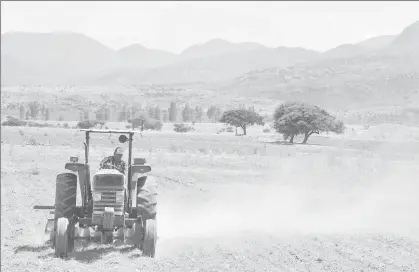  ??  ?? Más de 80 mil productore­s de frijol de Zacatecas comenzaron a preparar sus tierras para la siembra, al presentars­e las primeras lluvias en estas áridas tierras. El estado es el primer productor nacional de la legumbre, con un volumen aproximado de 350...