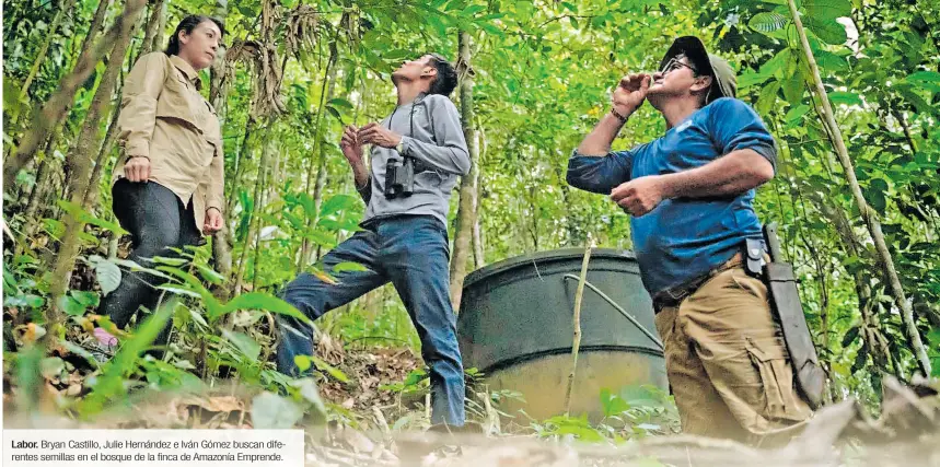 ?? ?? Labor. Bryan Castillo, Julie Hernández e Iván Gómez buscan diferentes semillas en el bosque de la finca de Amazonía Emprende.