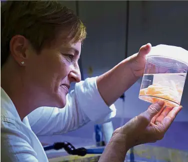 ??  ?? Closer look: Marine chemical ecologist Dr Cherie Motti, who is leading the breeding programme of the Pacific triton sea snail, studying the larvae at a research facility near Townsville in Queensland. — AFP