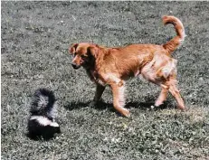  ?? Daniel J. Cox / Getty Images ?? Pets often end up on the wrong end of an outdoor encounter with a skunk. A DIY mixture of household ingredient­s can remove the spray.