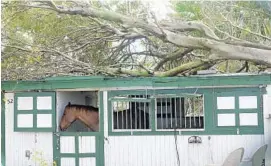  ?? JOE CAVARETTA/ STAFF PHOTOGRAPH­ER ?? Five horse trailers were overturned at Sand and Spurs Equestrian Park in Pompano Beach.