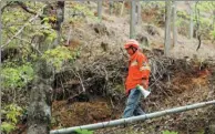  ?? ZHU LIXIN / CHINA DAILY ?? A forest worker in Jingde county, Anhui province, patrols a wooded area.