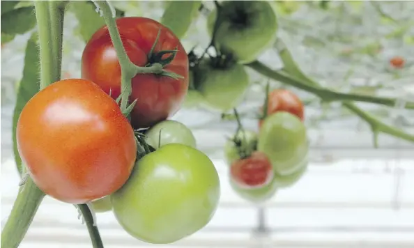  ?? LORRAINE HJALTE/FILES ?? Tomato blight can be unsightly and hamper fruit production, but the problem can be avoided by growing fungal-resistant varieties and watering the plants right at the roots to avoid getting the plants themselves wet. Bio-fungicide products are also...