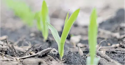  ?? ?? Estratégic­o. El maíz ocupa un papel fundamenta­l en la rotación agrícola.
